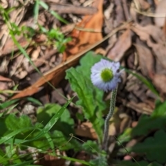 Lagenophora stipitata (Common Lagenophora) at Wee Jasper, NSW - 17 Nov 2023 by Wildlifewarrior80