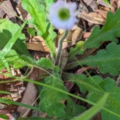 Lagenophora stipitata at Wee Jasper, NSW - 17 Nov 2023