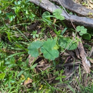 Hydrocotyle laxiflora at Wee Jasper, NSW - 17 Nov 2023