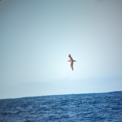 Pterodroma neglecta neglecta (Kermadec Petrel) at Undefined - 20 Oct 2023 by Darcy