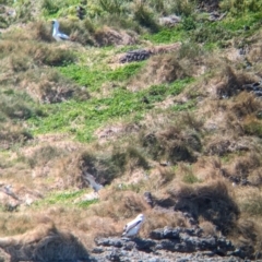 Sula dactylatra (Masked Booby) at Lord Howe Island - 21 Oct 2023 by Darcy