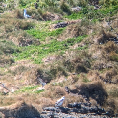 Onychoprion fuscatus (Sooty Tern) at Lord Howe Island - 21 Oct 2023 by Darcy