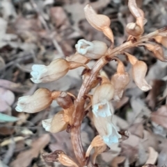 Gastrodia sesamoides (Cinnamon Bells) at City Renewal Authority Area - 14 Nov 2023 by Venture