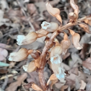 Gastrodia sesamoides at City Renewal Authority Area - suppressed