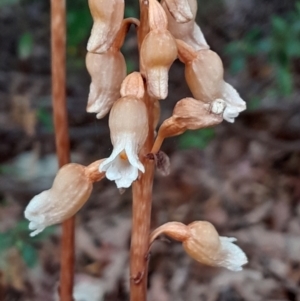 Gastrodia sesamoides at City Renewal Authority Area - suppressed