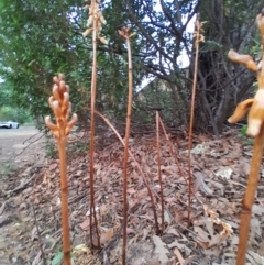 Gastrodia sesamoides at City Renewal Authority Area - suppressed