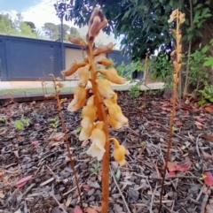 Gastrodia sesamoides (Cinnamon Bells) at Dickson, ACT - 20 Nov 2023 by Venture