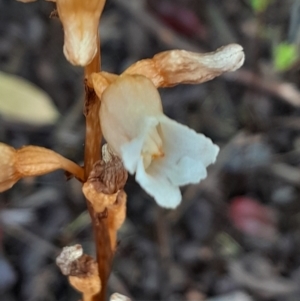 Gastrodia sesamoides at Dickson, ACT - 20 Nov 2023