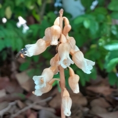 Gastrodia sesamoides at Dickson, ACT - 20 Nov 2023