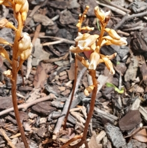 Gastrodia sesamoides at Dickson, ACT - 20 Nov 2023