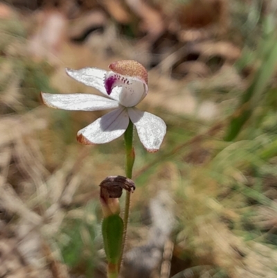 Caladenia moschata (Musky Caps) at Cotter River, ACT - 19 Nov 2023 by Venture