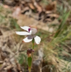 Caladenia moschata at Namadgi National Park - 19 Nov 2023