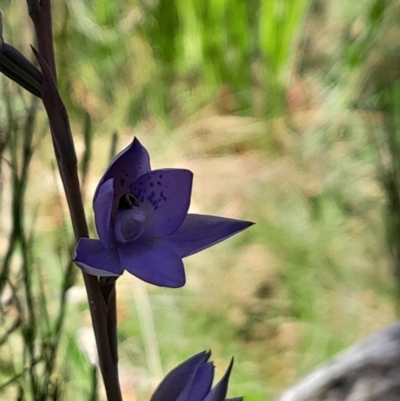 Thelymitra simulata (Graceful Sun-orchid) at Cotter River, ACT - 19 Nov 2023 by Venture