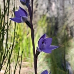 Thelymitra simulata at Namadgi National Park - 19 Nov 2023