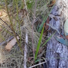 Thelymitra simulata at Namadgi National Park - 19 Nov 2023