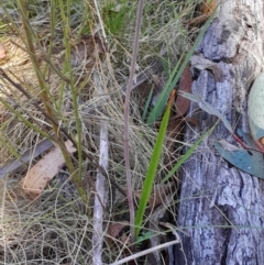 Thelymitra simulata at Namadgi National Park - suppressed