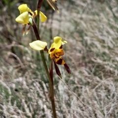 Diuris sulphurea (Tiger Orchid) at Cotter River, ACT - 19 Nov 2023 by Venture