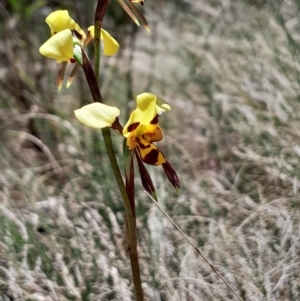 Diuris sulphurea at Namadgi National Park - 19 Nov 2023