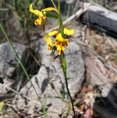 Diuris sulphurea (Tiger Orchid) at Cotter River, ACT - 19 Nov 2023 by Venture