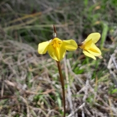 Diuris monticola (Highland Golden Moths) at Paddys River, ACT - 19 Nov 2023 by Venture