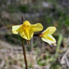 Diuris monticola at Gibraltar Pines - suppressed