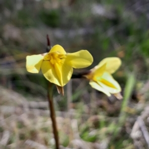 Diuris monticola at Gibraltar Pines - suppressed