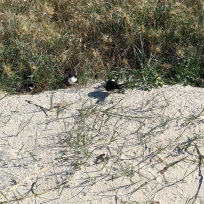 Onychoprion fuscatus (Sooty Tern) at Lord Howe Island, NSW - 21 Oct 2023 by Darcy