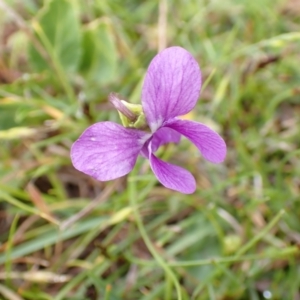 Viola betonicifolia at Namadgi National Park - 22 Nov 2023