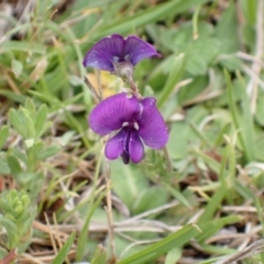 Swainsona sp. at Namadgi National Park - 21 Nov 2023 by FeralGhostbat