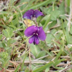 Swainsona sp. at Namadgi National Park - 22 Nov 2023