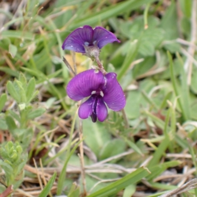 Swainsona sp. at Namadgi National Park - 21 Nov 2023 by FeralGhostbat