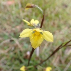 Diuris monticola (Highland Golden Moths) at Namadgi National Park - 22 Nov 2023 by FeralGhostbat