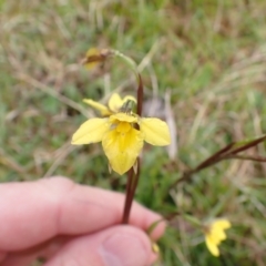 Diuris monticola at Namadgi National Park - suppressed