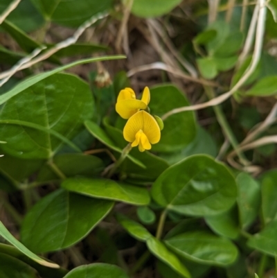 Vigna marina (Dune Bean) at Lord Howe Island - 21 Oct 2023 by Darcy