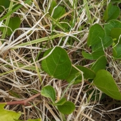 Vigna marina at Lord Howe Island - 22 Oct 2023