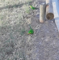 Polytelis swainsonii (Superb Parrot) at Giralang Wetlands - 23 Nov 2023 by wadey