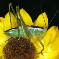 Conocephalomima barameda (False Meadow Katydid, Barameda) at Majura, ACT - 30 Dec 2022 by jb2602