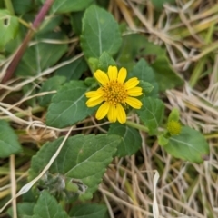 Wollastonia uniflora (Beach Sunflower) at Lord Howe Island, NSW - 21 Oct 2023 by Darcy