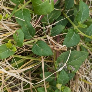 Wollastonia uniflora at Lord Howe Island - 22 Oct 2023