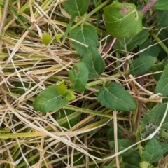 Wollastonia uniflora at Lord Howe Island - 22 Oct 2023