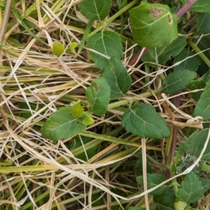 Wollastonia uniflora at Lord Howe Island - 22 Oct 2023 09:30 AM