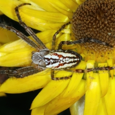 Plebs bradleyi (Enamelled spider) at Ainslie, ACT - 30 Dec 2022 by jb2602