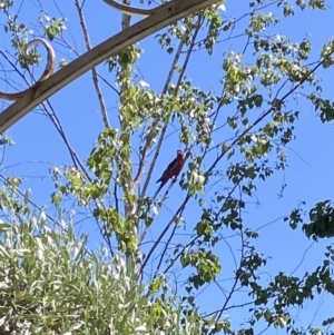 Platycercus elegans at Alpine Shire - 23 Nov 2023 10:53 AM