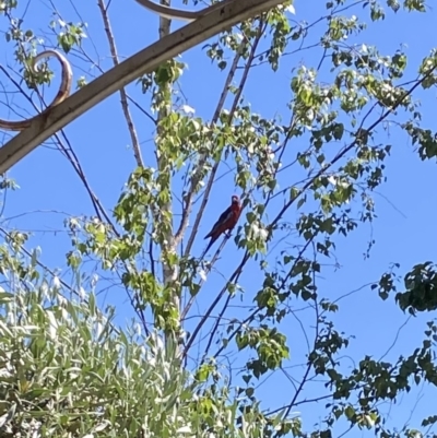 Platycercus elegans (Crimson Rosella) at Alpine Shire - 23 Nov 2023 by jks