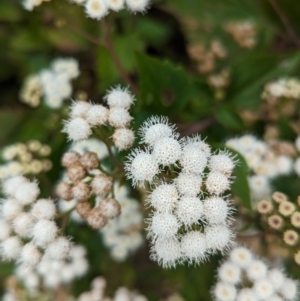 Ageratina adenophora at Lord Howe Island - 22 Oct 2023