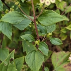 Ageratina adenophora at Lord Howe Island - 22 Oct 2023