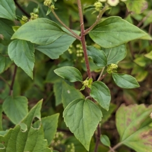 Ageratina adenophora at Lord Howe Island - 22 Oct 2023