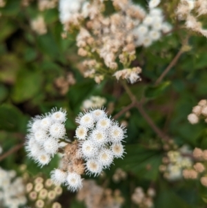 Ageratina adenophora at Lord Howe Island - 22 Oct 2023