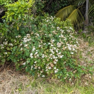 Ageratina adenophora at Lord Howe Island - 22 Oct 2023