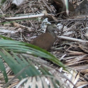 Hypotaenidia sylvestris at Lord Howe Island - 22 Oct 2023